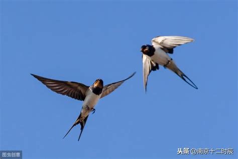 燕子飛進家|老話道：燕子飛進家，為「吉祥」的象徵！